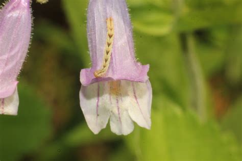 Eastern Gray Beardtongue Project Noah