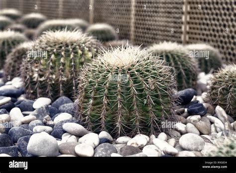 Thorny Plants Stock Photos And Thorny Plants Stock Images Alamy