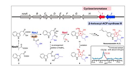 Enzymatic Reconstitution And Biosynthetic Investigation Of The