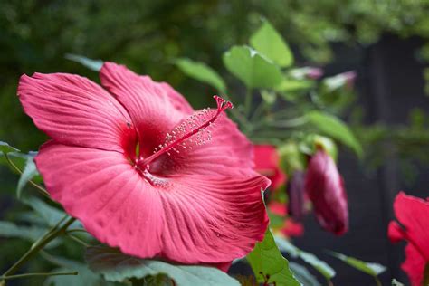 Hibiscus Flower Growing Guides Tips And Info Gardener S Path