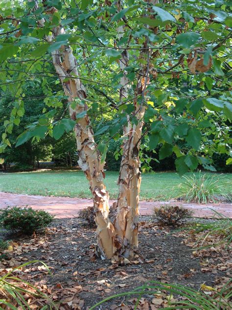 River Birch Cully Plant Profile Sylvan Gardens Landscape