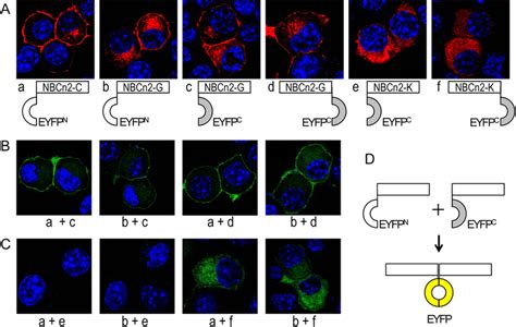 Bimolecular Fluorescence Complementation Bifc Assay The Download Scientific Diagram