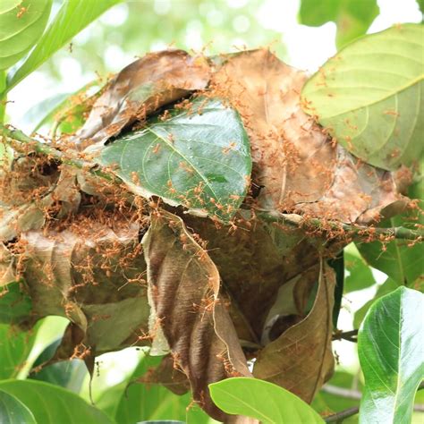 Les Fourmis Un Monde Fascinant D Couvrir Lesminis