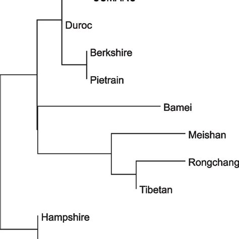 Phylogenetic Tree Of 12 Pig Breeds Built Based On The Alignment Of Tert