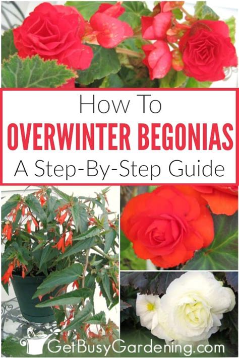 How To Overwinter Begonias Indoors 3 Easy Ways Get Busy Gardening