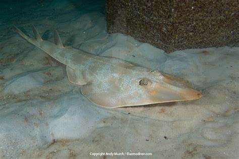 Atlantic Guitarfish Information and pictures. Images of Rhinobatos lentiginosus