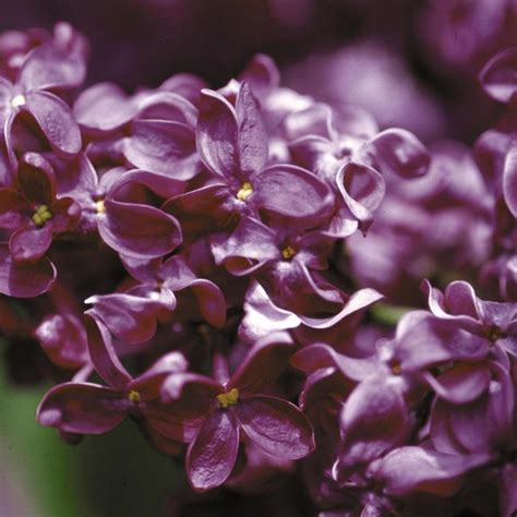 Syringa Vulgaris Monge Monge Lilac Ebert S Greenhouse