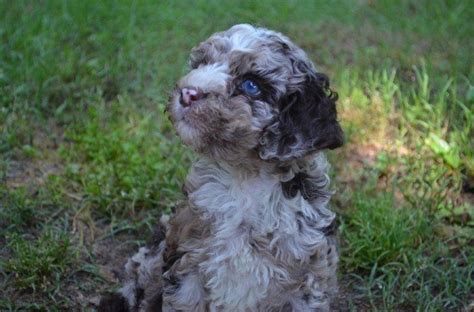 Chocolate Merle Miniature Australian Labradoodle From Blue Ridge