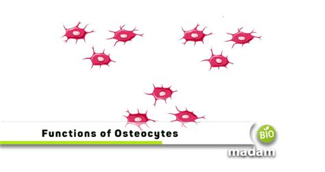 The Functions Of Osteocytes Biomadam