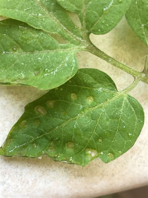 Tomato leaf spots — BBC Gardeners' World Magazine