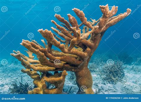 Palmata Coralino Del Acropora De Elkhorn Foto De Archivo Imagen De