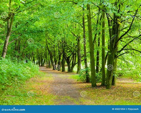 Park Road In Greenery Stock Photo Image Of Road Park 45021854