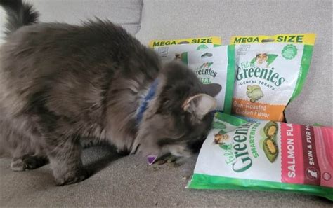 Unbiased Feline Greenies Cat Treats Review In 2022 - All About Cats