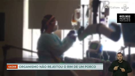 Em Feito In Dito Cirurgi Es Testam Transplante De Rim De Porco Em