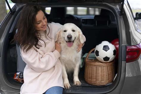 Viajar Con Perros De Una Forma Segura Y Cuidando Su Bienestar