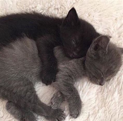 Cuddling kittens : r/aww