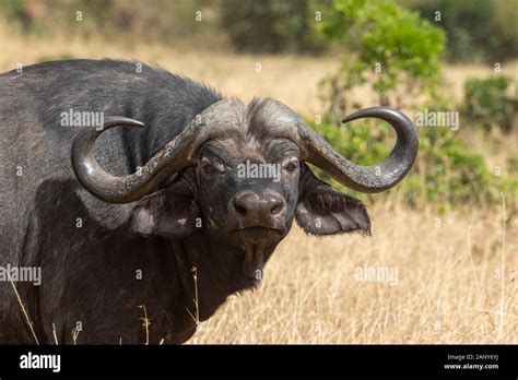 Cape Buffalo Headshot Seen At Masai Mara Kenya Africa Stock Photo Alamy