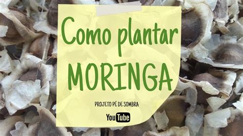 Como Plantar MORINGA Moringa Oleifera YouTube