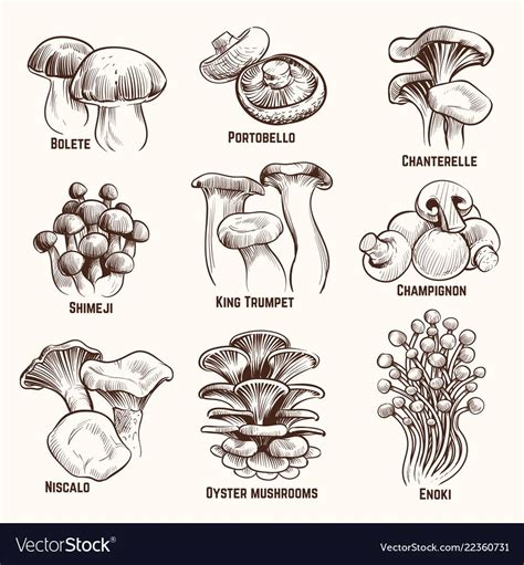 Sketch Mushrooms Autumn Edible Mushroom Healthy Food Vintage Engraved Vector Illustration