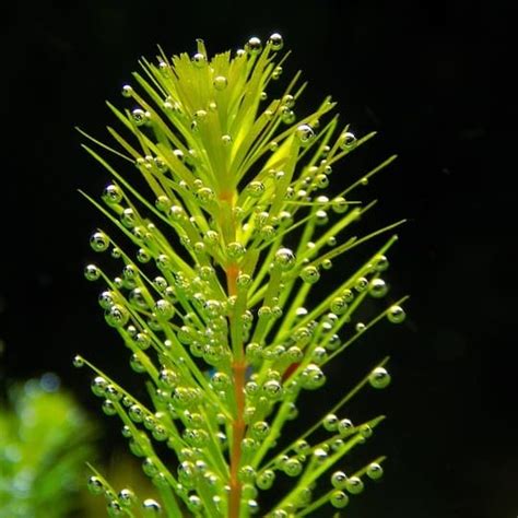 Hornwort Facts, Care & Planting Guide (Ceratophyllum demersum) - Pond ...