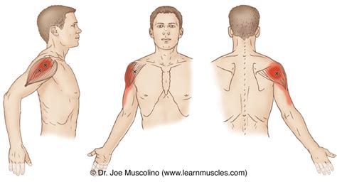 Deltoid Trigger Points Learn Muscles