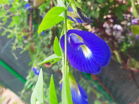 The Nutritional Benefits of Eating Butterfly Pea Flowers