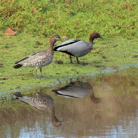 Australian Wood Duck Nesting Box Plans Informacionpublica Svet Gob Gt