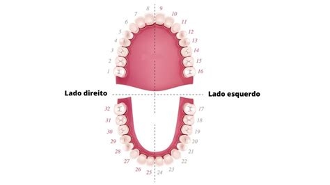 Numeração dos dentes confira como a numeração é feita