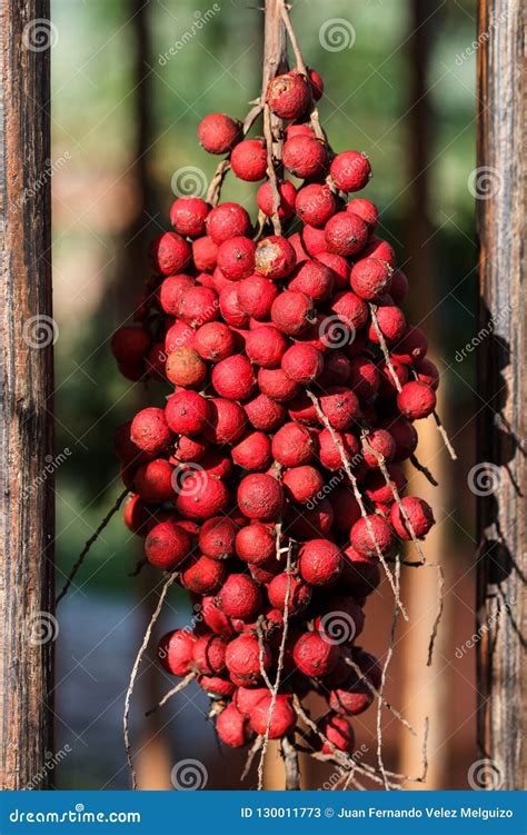 Caribbean Bunch Of Red Fruits Stock Image Image Of Fruits Caribean 130011773