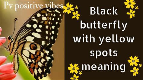 Pvpositivevibes Black Butterfly With Yellow Spots Meaning Youtube