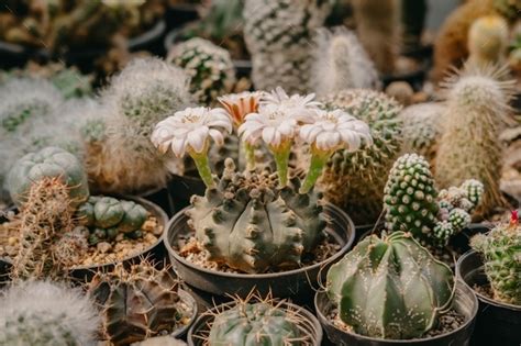 Cactus Flowers Gymnocalycium Sp With White Flower Is Blooming On Pot