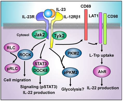 [10000印刷√] il-23 receptor signaling 340938-Il-23 receptor signaling ...