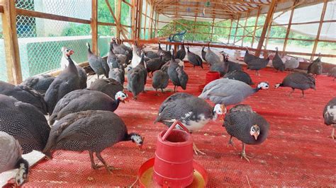 Guinea Fowl Or China Murgi Youtube