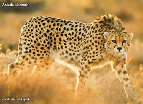 Asiatic Cheetah The Asiatic Cheetah Also Known As The Iranian Cheetah