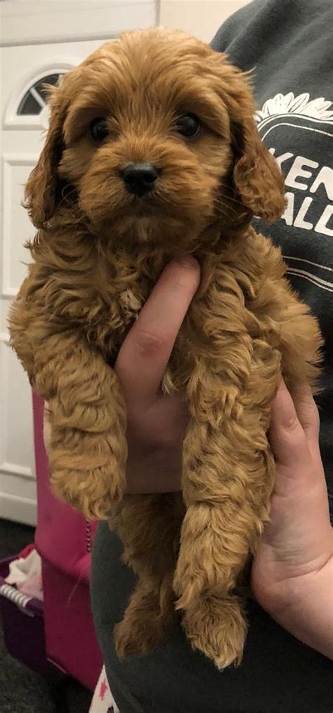 Fox Red Cavapoo In Maryport Cumbria Gumtree