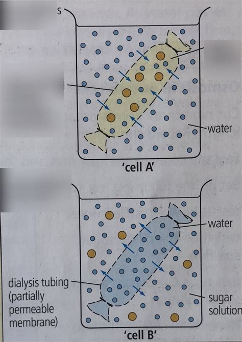 Osmosis Practical Diagram Quizlet