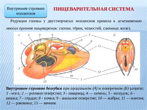 Двустворчатые моллюски