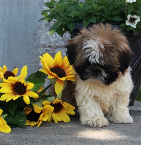 Aca Registered Shih Tzu For Sale Millersburg Oh Male Conner Ac