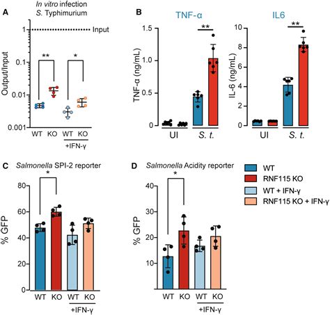 The E3 Ubiquitin Ligase RNF115 Regulates Phagosome Maturation And Host