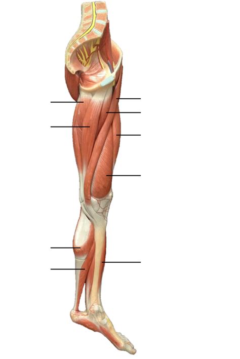 Of Appendicular Lower Extremity Diagram Quizlet