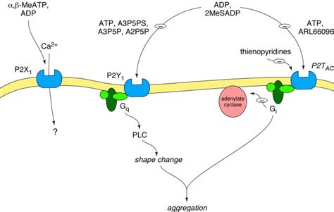 Multiple P2 Receptor Subtypes On Platelets A New Interpretation Of