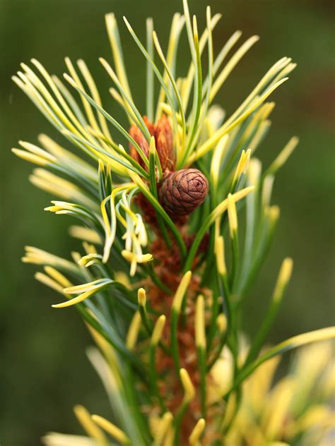 Pinus Parviflora Goldilocks Tenysu Kazu Japanese White Pine Conifer Kingdom