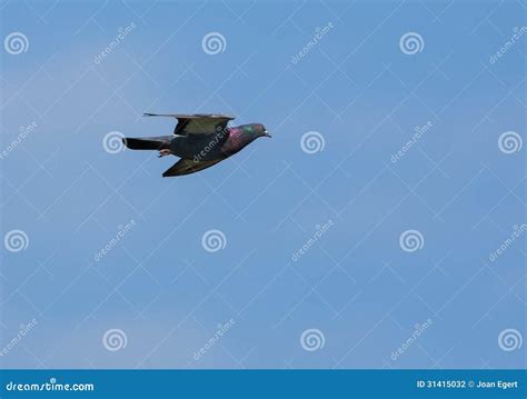 Wood Pigeon In Flight Stock Photography Image 31415032