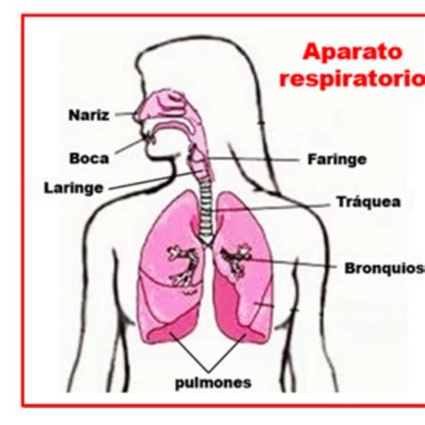 Aparato Respiratorio Rompecabezas Deslizante En Slidingtiles