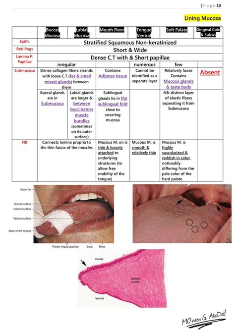 Handout of Oral Mucosa Histology | PDF