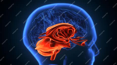 Anatomie Du Cerveau Humain Masculin Illustration 3d Photo Premium