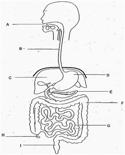 Blank Diagram Digestive System Human Digestive System Drawin