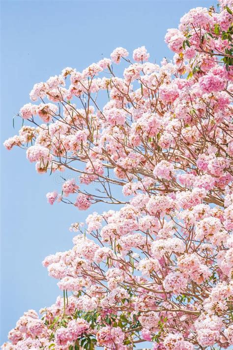 Arte Transparente Cereja De Floresc Ncia De Sakura Nos Ramos Das