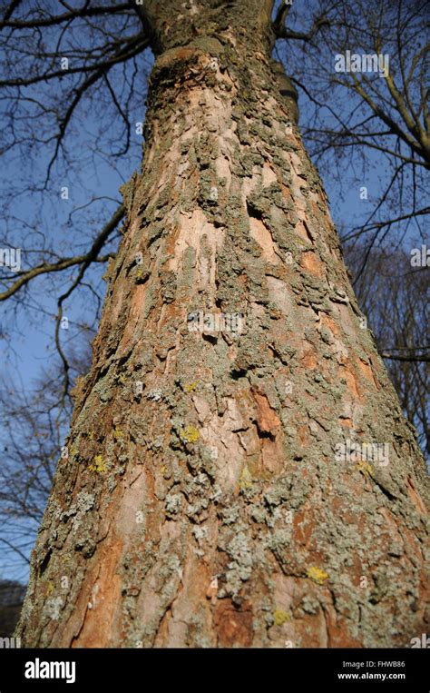 Acer Pseudoplatanus Sycamore Maple Bark Stock Photo Alamy