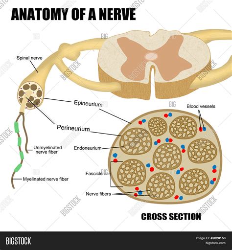 anatomy nerve image photo  trial bigstock